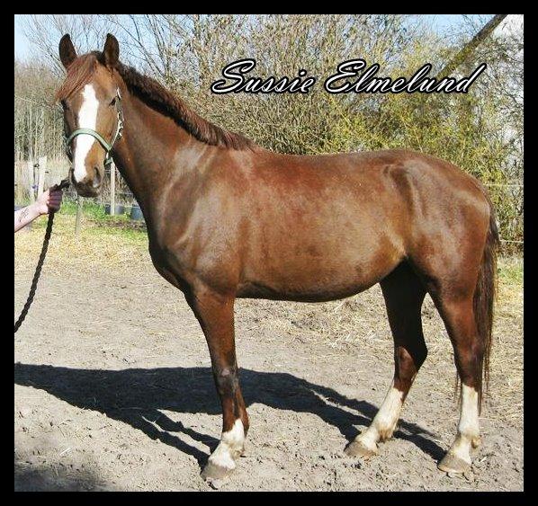 Frederiksborg Sussie Elmelund <3  billede 18