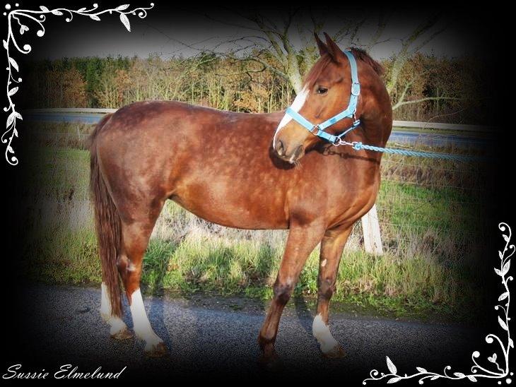 Frederiksborg Sussie Elmelund <3  - VELKOMMEN TIL SUSSIE ELMELUND'S PROFIL! <3 - Denne hoppe er min kommende hest, hun er lige nu på prøve og jeg er allerede blevet meget glad for hende <3 <3  billede 1