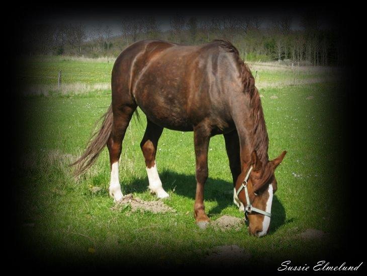 Frederiksborg Sussie Elmelund <3  billede 9