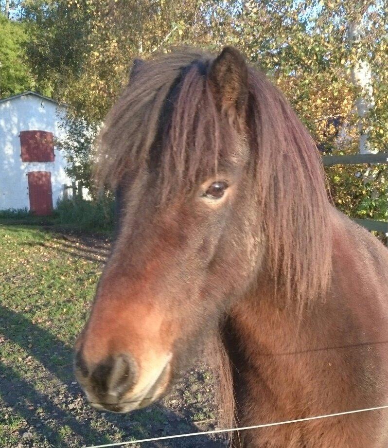 Islænder Vitus fra Mors - mein tausenbein:-D  billede 14
