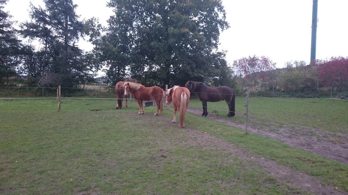 Islænder Vitus fra Mors - der dovnes sammen med haremmet.  billede 15