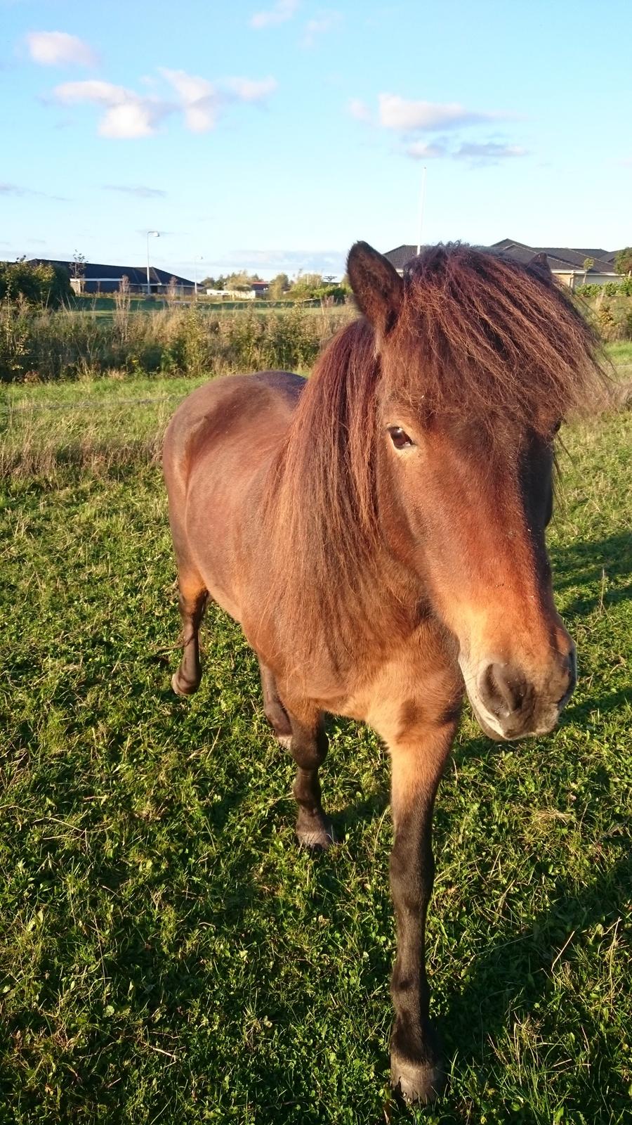 Islænder Vitus fra Mors - han er ikke nem at tage billeder af.  han er utroligt nysgerrig,  så han MÅ bare hen til mig og se om jeg har guf i lommen...  billede 16