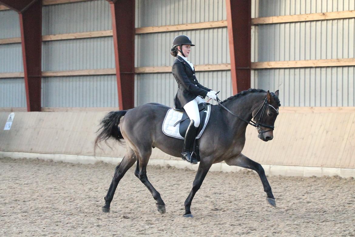 Welsh Cob (sec D) Fronerthig Revolution *A-pony* - Wow lækre dreng billede 2