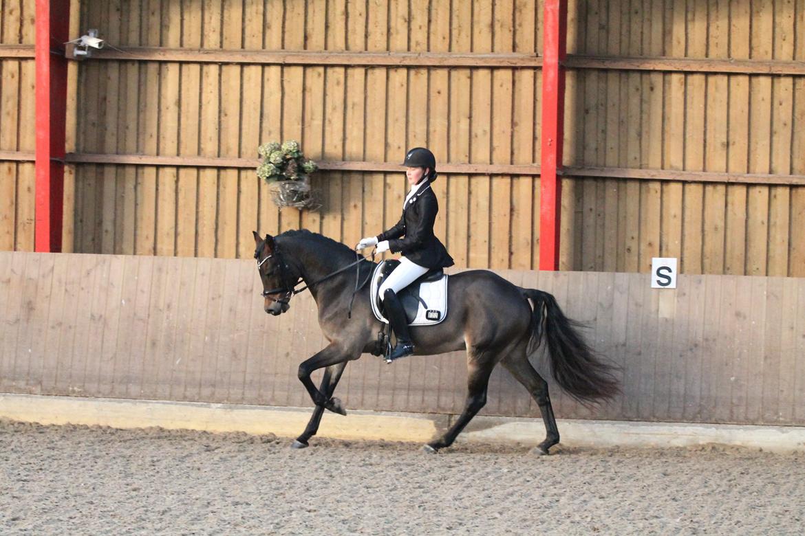 Welsh Cob (sec D) Fronerthig Revolution *A-pony* billede 13