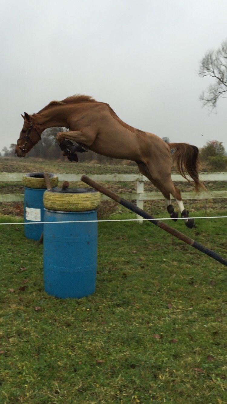 Dansk Varmblod Aalykkegaardens Ferrari billede 3
