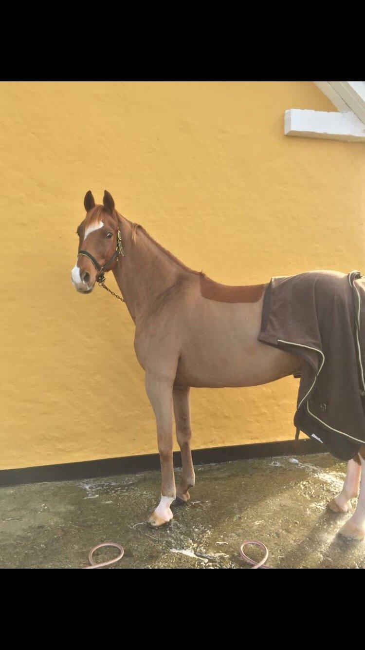 Dansk Varmblod Aalykkegaardens Ferrari billede 6