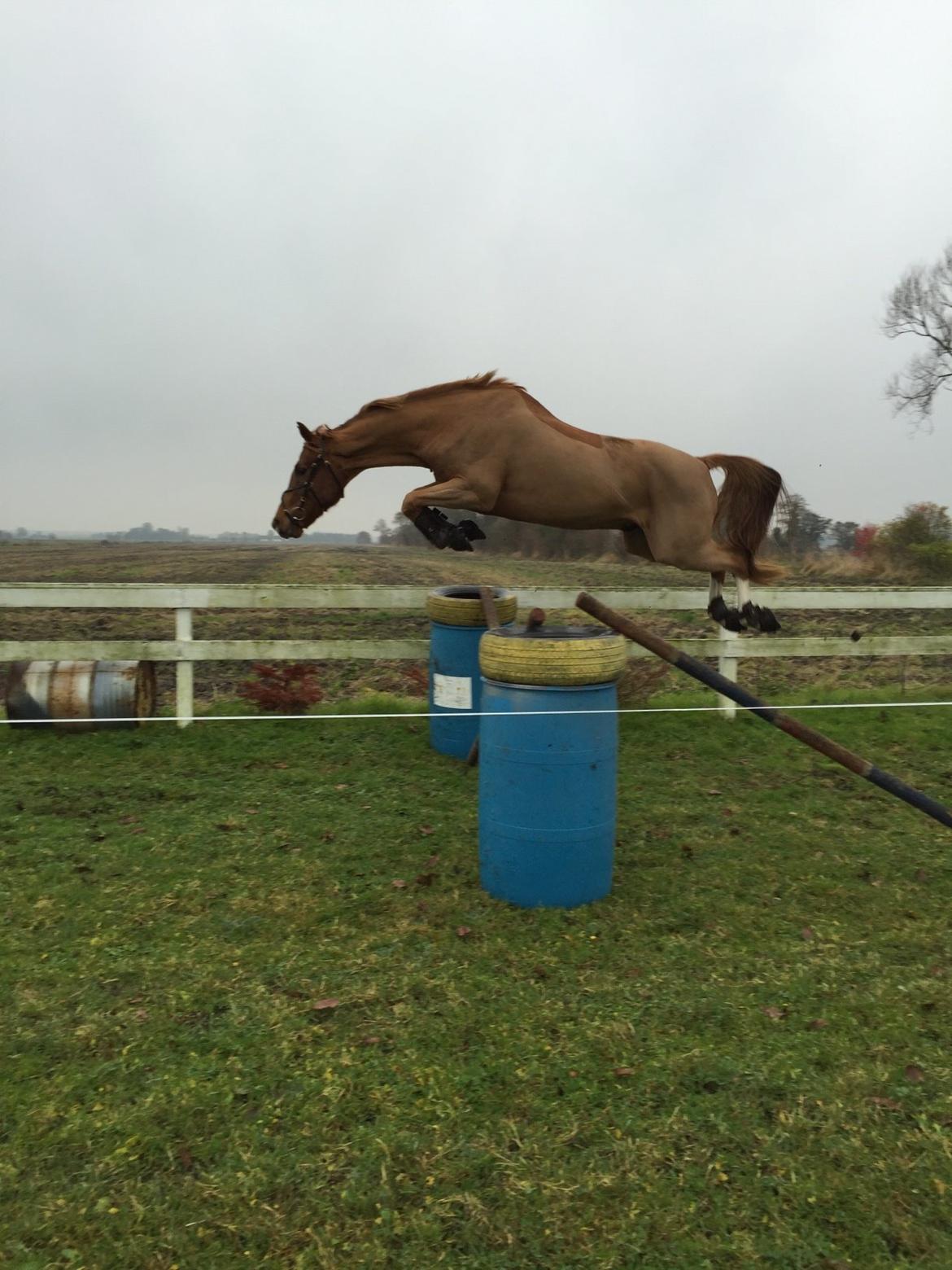 Dansk Varmblod Aalykkegaardens Ferrari billede 4