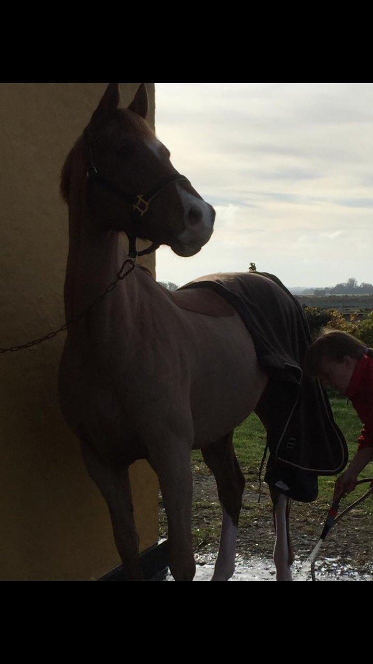 Dansk Varmblod Aalykkegaardens Ferrari billede 8
