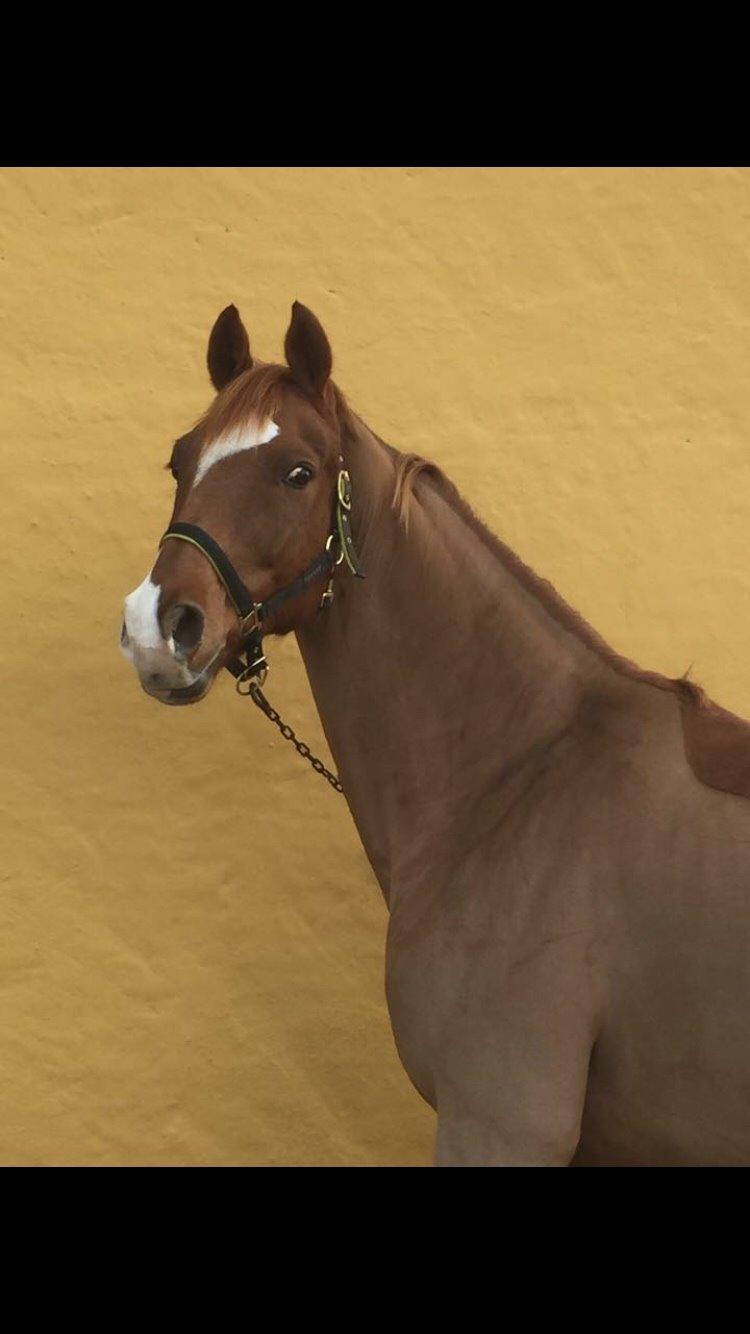 Dansk Varmblod Aalykkegaardens Ferrari billede 7