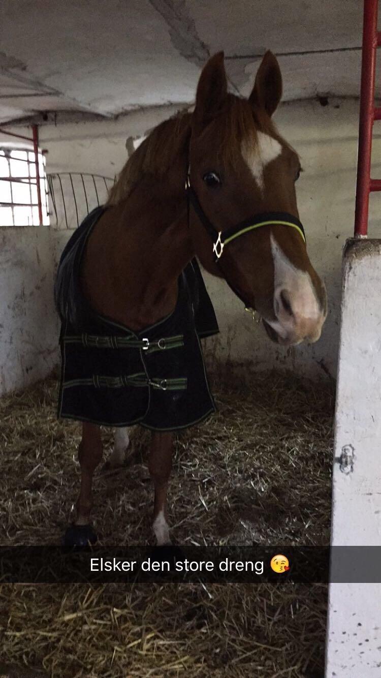 Dansk Varmblod Aalykkegaardens Ferrari billede 14