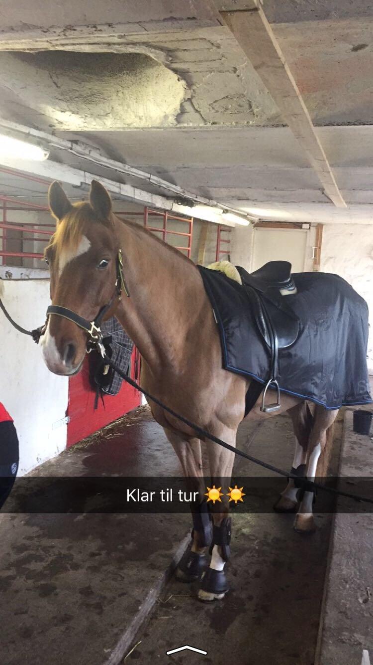 Dansk Varmblod Aalykkegaardens Ferrari billede 9