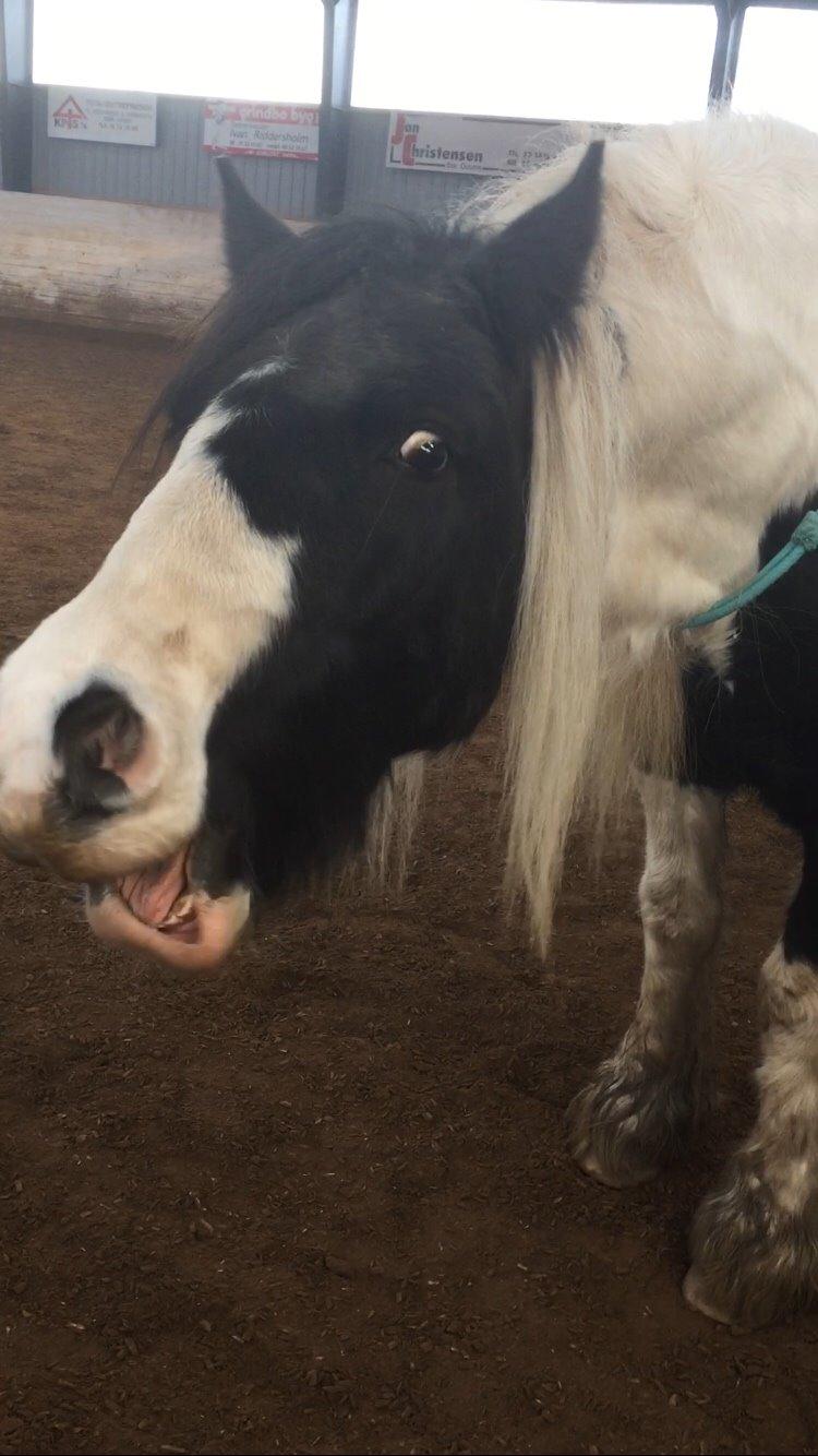 Tinker Sir Archibald af Østerbygaard - Hvad er der galt med den hest billede 13