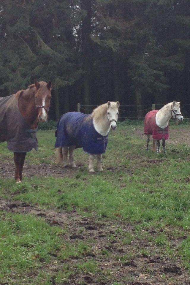 Tysk Sportspony Heidi (Duchesse) - Så er vi her allesammen billede 32