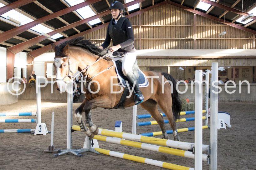 Dansk Varmblod Fighter billede 11