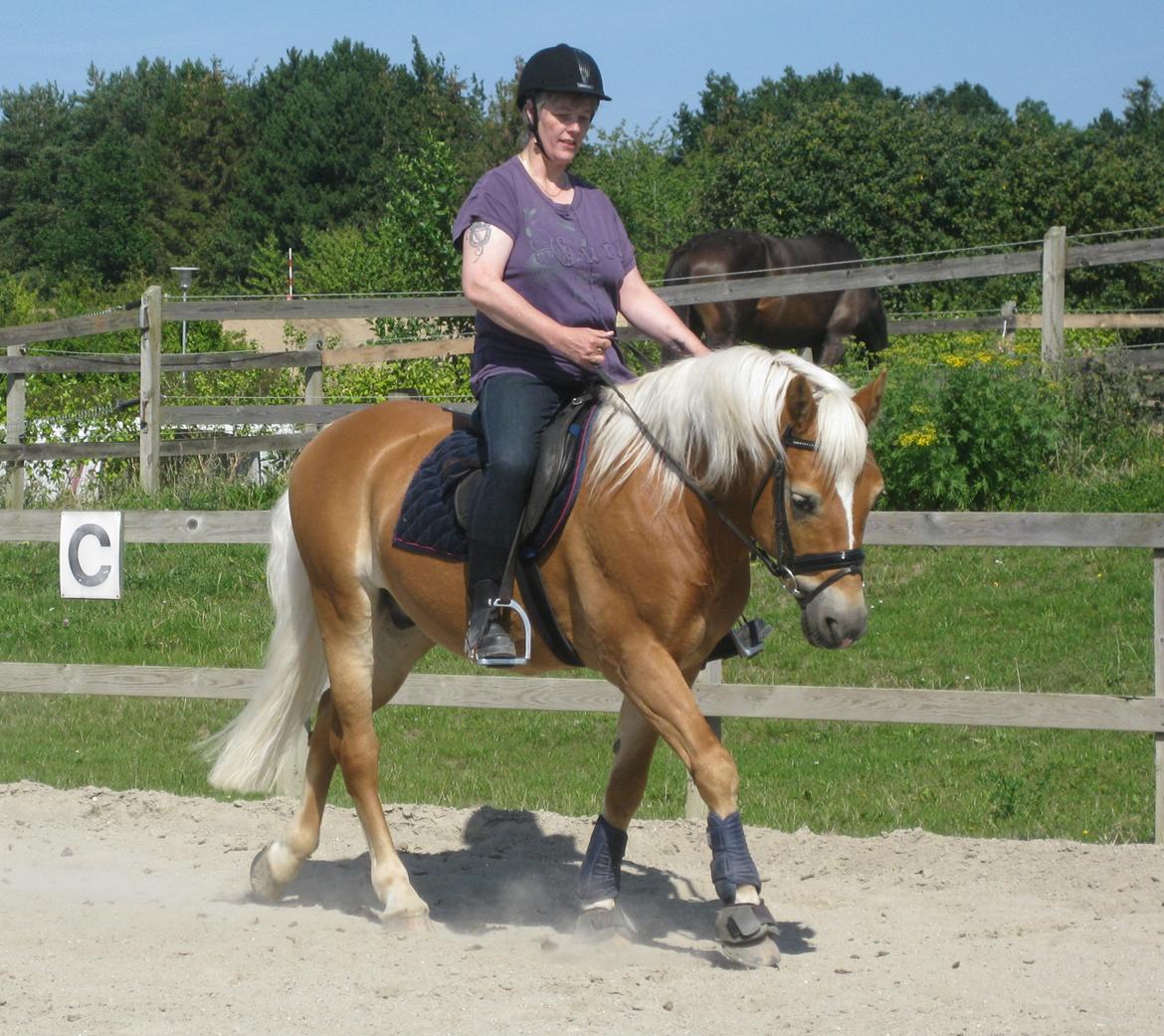 Haflinger Nebiolo - 22-8-2015 billede 4