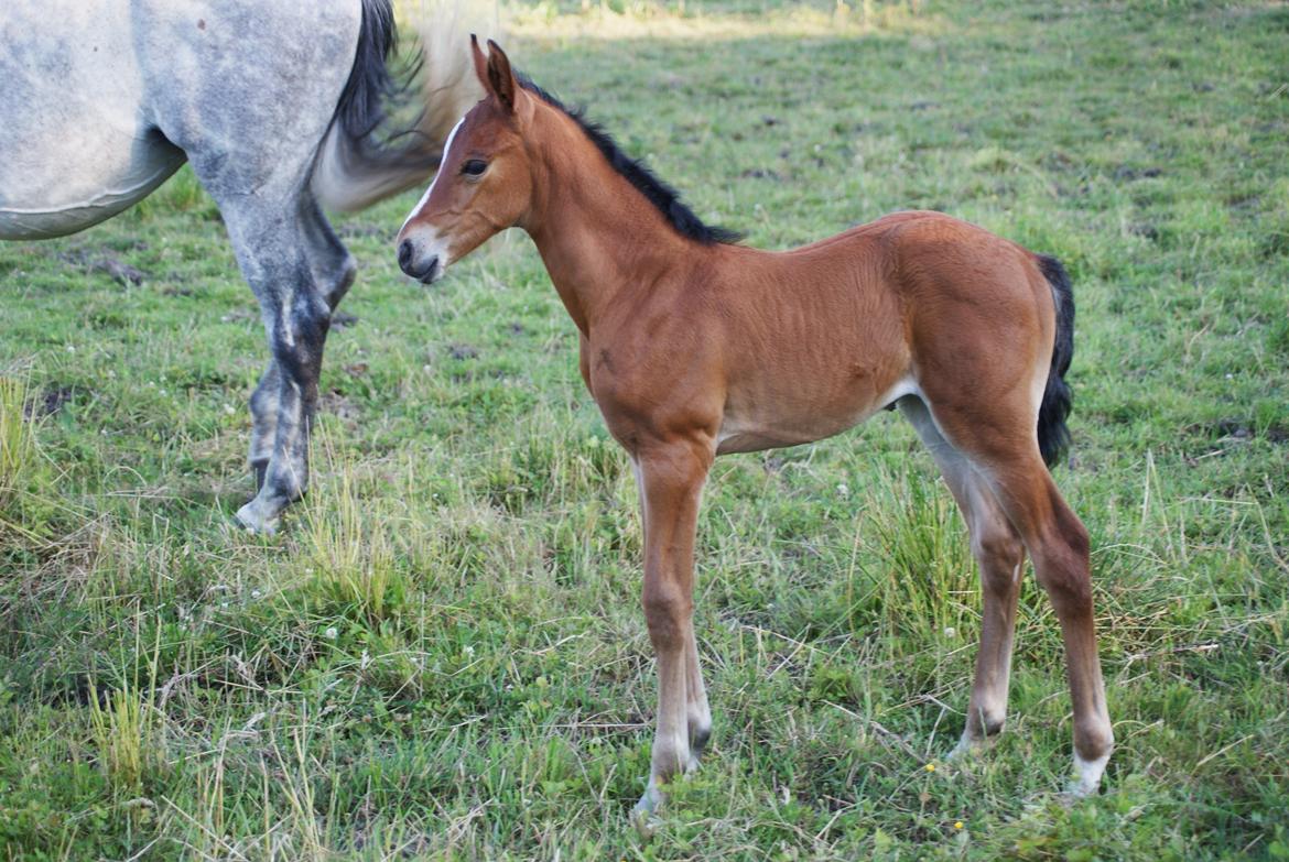 Anden særlig race Hanuzka billede 47