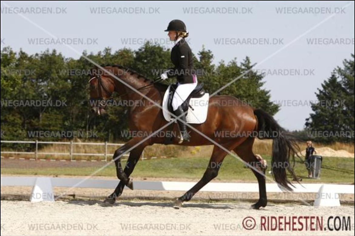 Dansk Varmblod Åtoftens Fabio - Fabio 4-års championat, august 2015 billede 14