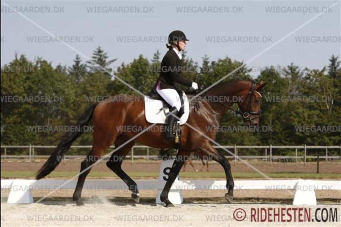 Dansk Varmblod Åtoftens Fabio - Fabio til 4-års championat, august 2015 billede 7