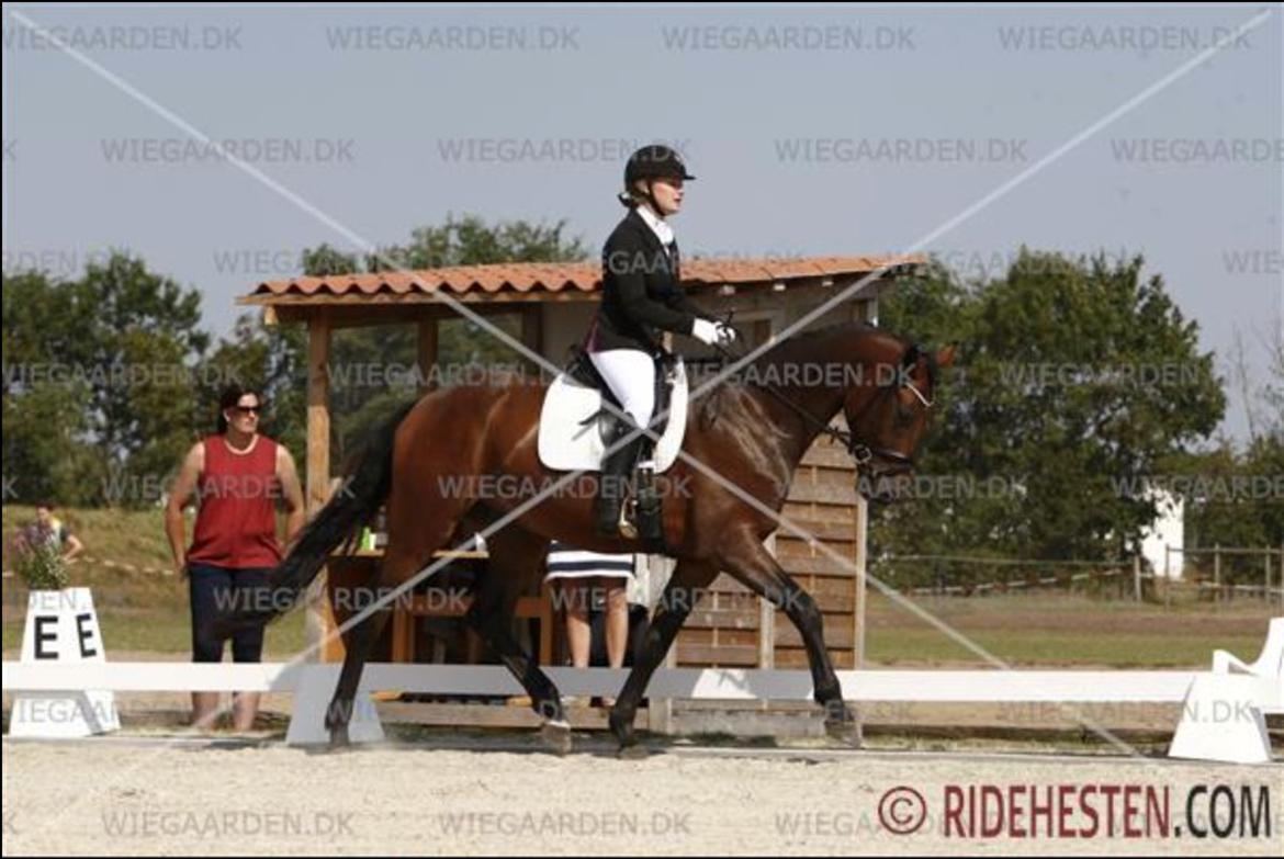 Dansk Varmblod Åtoftens Fabio - Fabio til 4-års championat, august 2015 billede 11