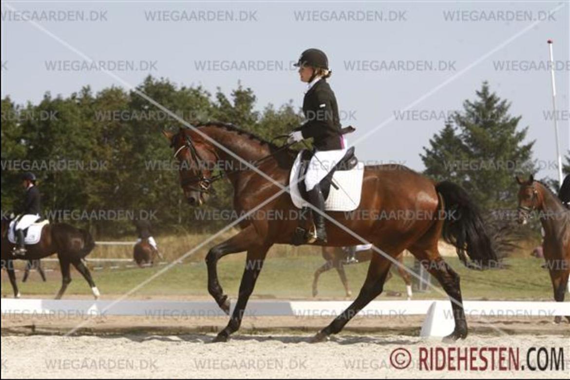 Dansk Varmblod Åtoftens Fabio - Fabio til 4-års championat, august 2015 billede 2