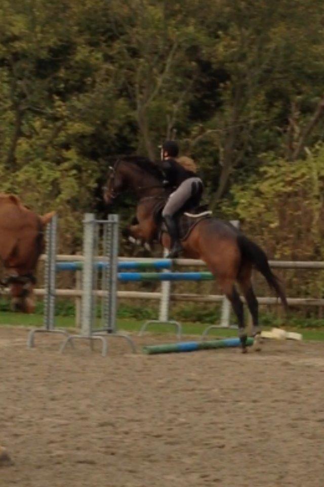 Fuldblod (XX) Bailey Blue billede 15