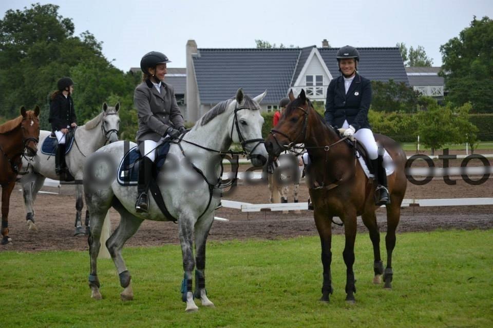 Fuldblod (XX) Bailey Blue - Bailey med ny ejer billede 17