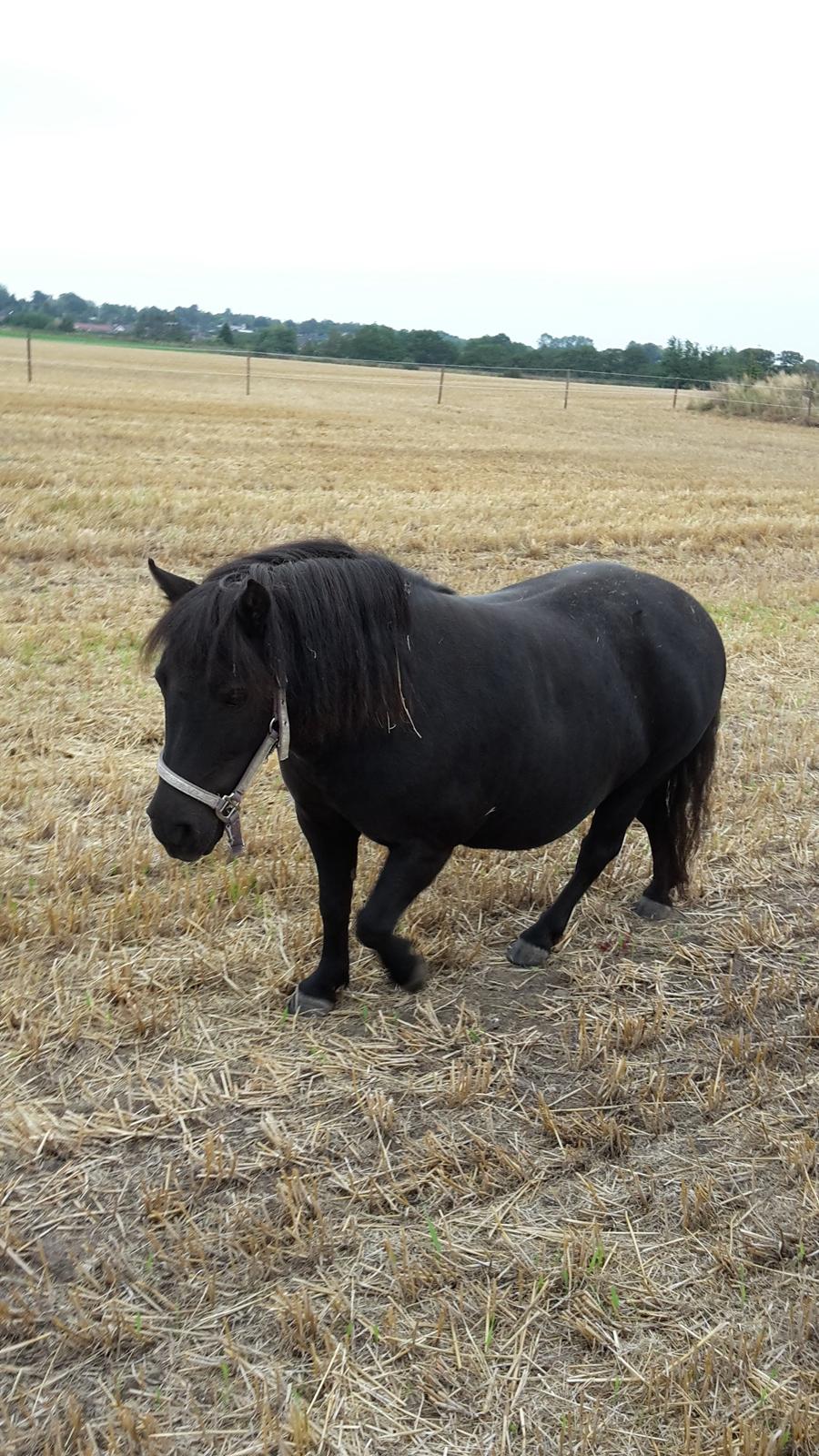 Shetlænder Nordlunde hermione billede 4