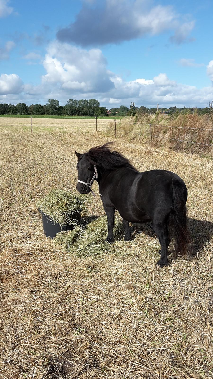 Shetlænder Nordlunde hermione billede 7