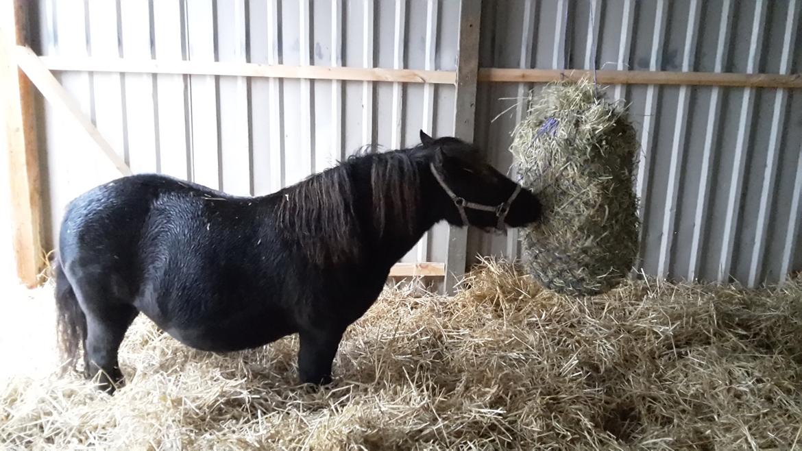 Shetlænder Nordlunde hermione billede 5