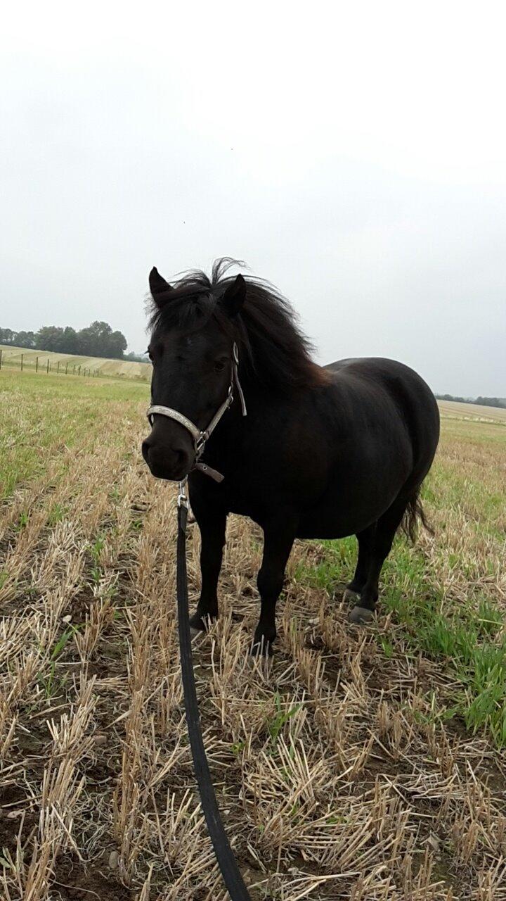 Shetlænder Nordlunde hermione billede 2