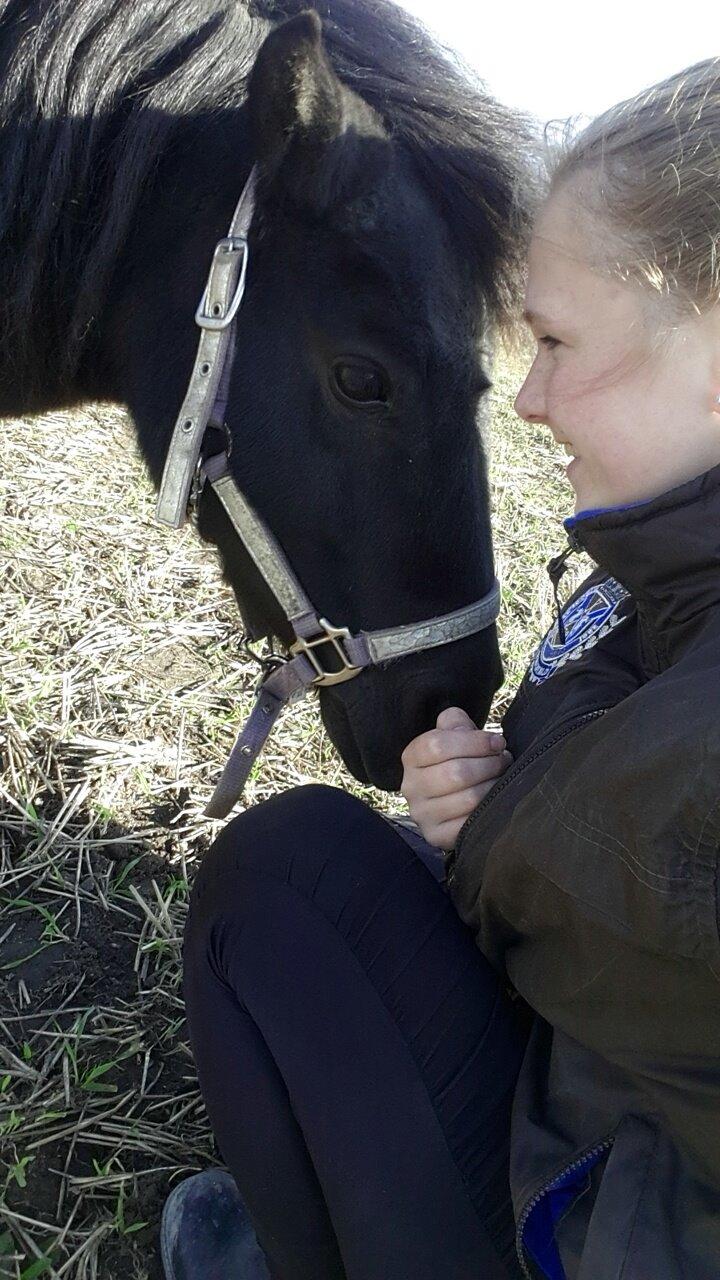 Shetlænder Nordlunde hermione billede 9