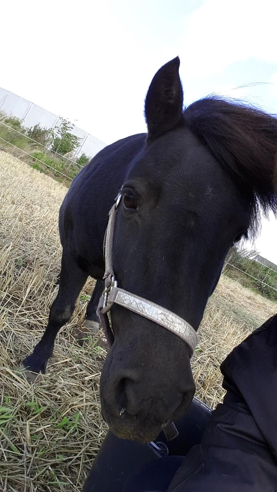 Shetlænder Nordlunde hermione billede 6