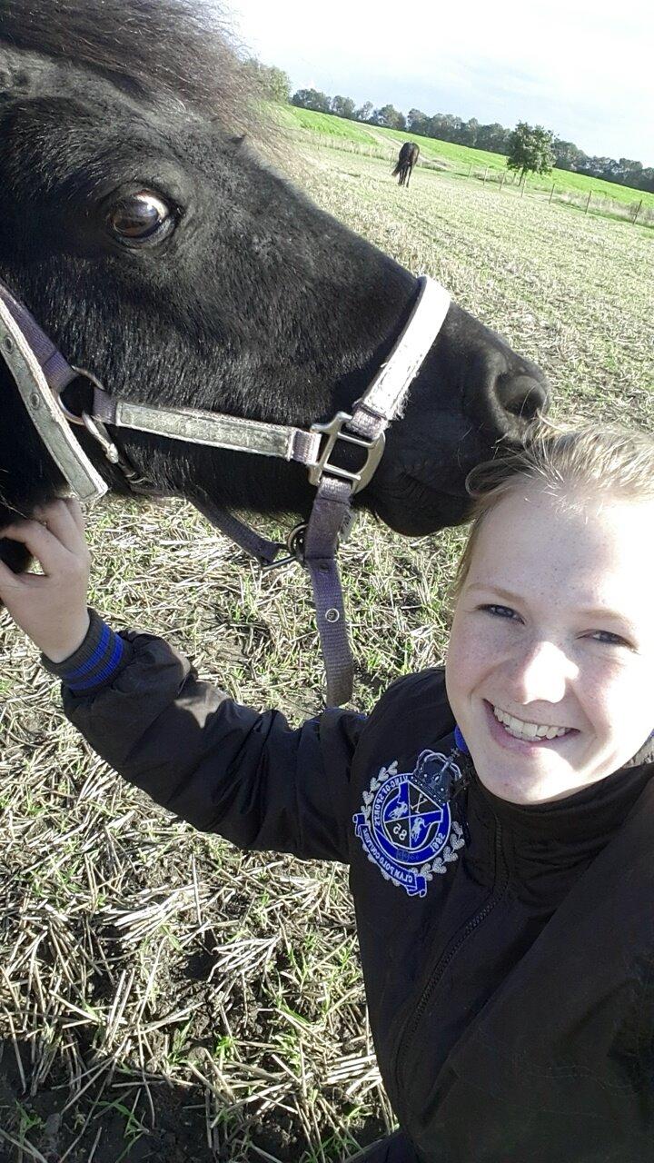 Shetlænder Nordlunde hermione billede 8