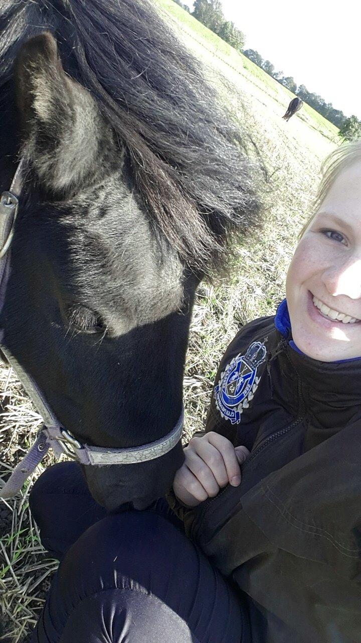 Shetlænder Nordlunde hermione billede 3