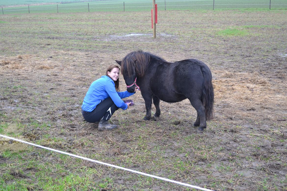 Shetlænder Nordlunde hermione billede 1