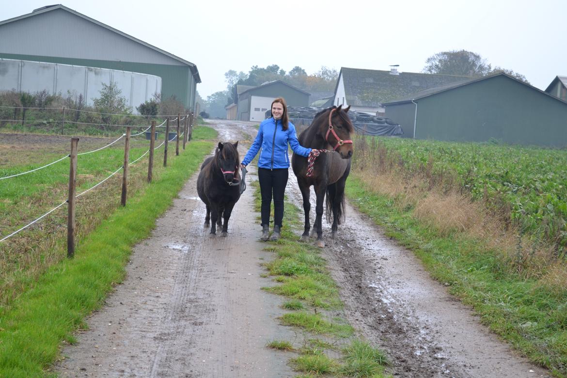 Shetlænder Nordlunde hermione billede 10