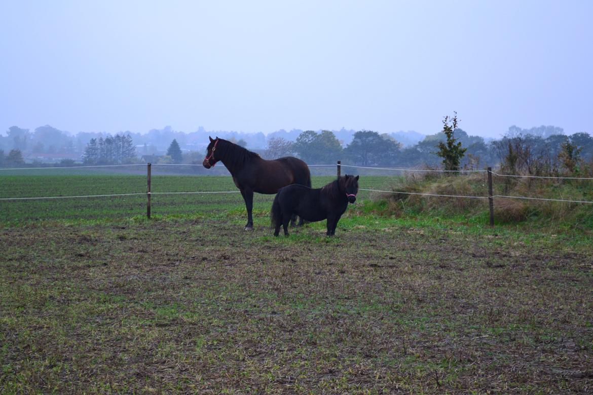 Shetlænder Nordlunde hermione billede 12