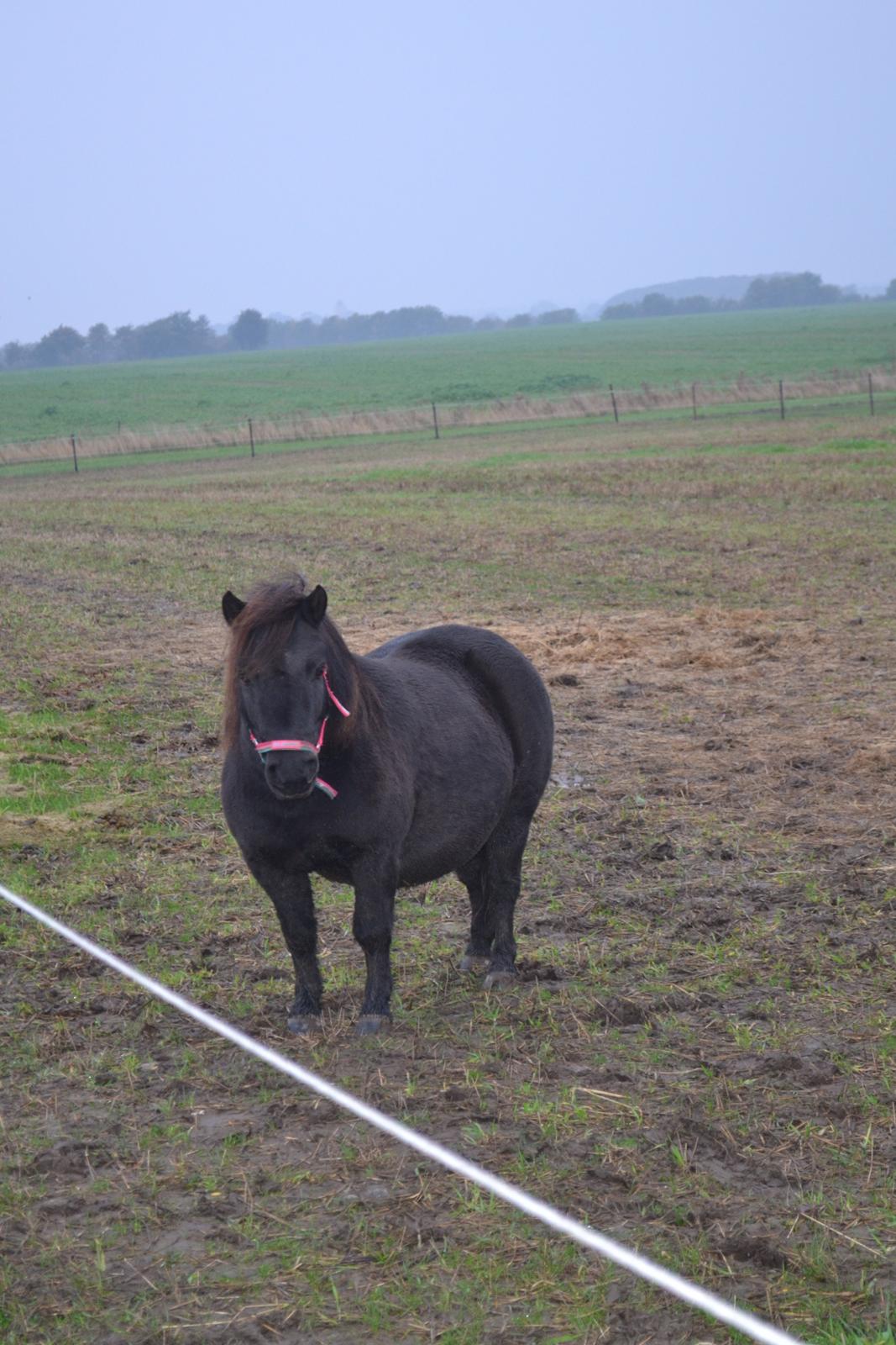 Shetlænder Nordlunde hermione billede 15
