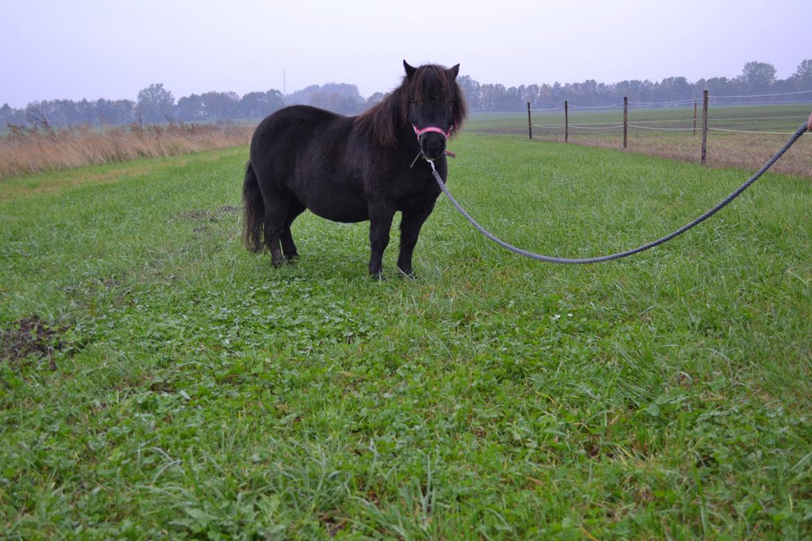 Shetlænder Nordlunde hermione billede 11