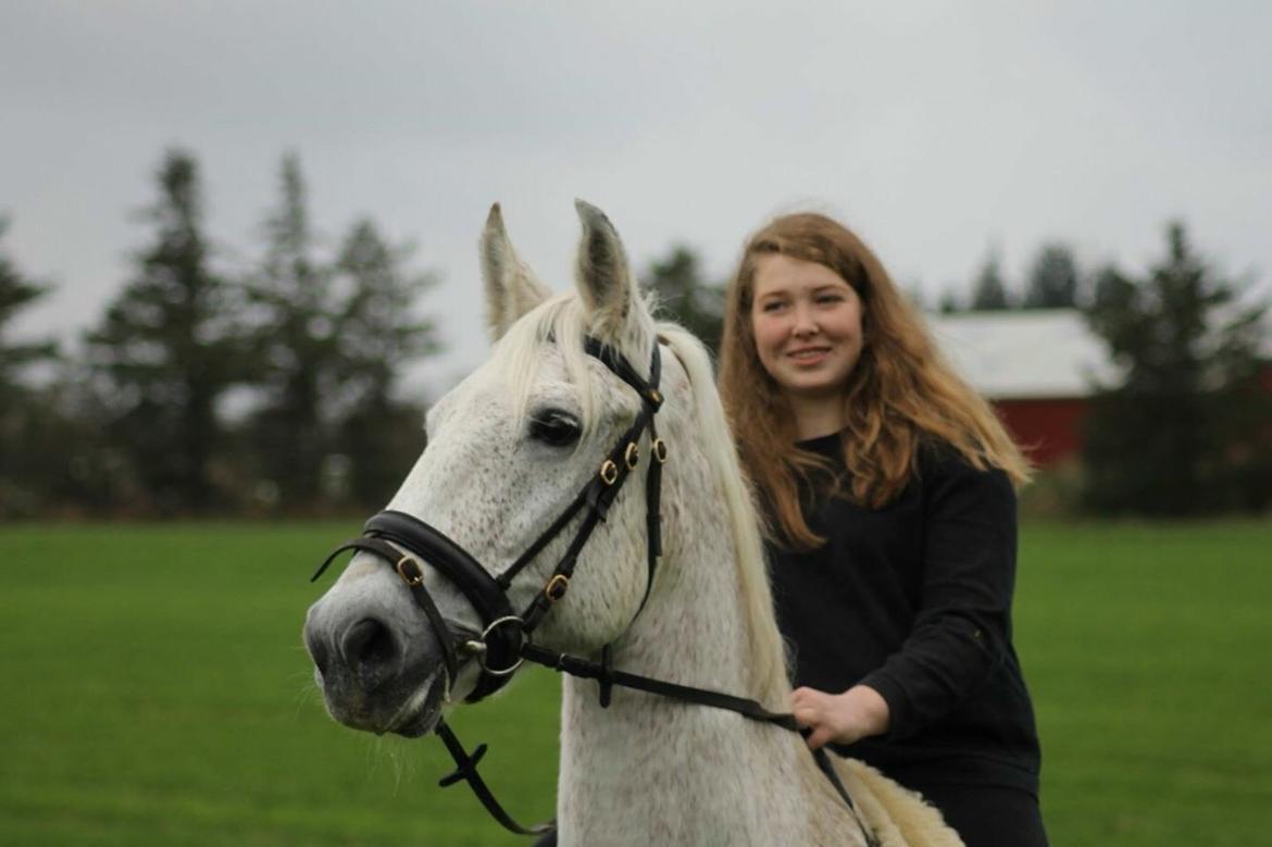 Lipizzaner Mille billede 6