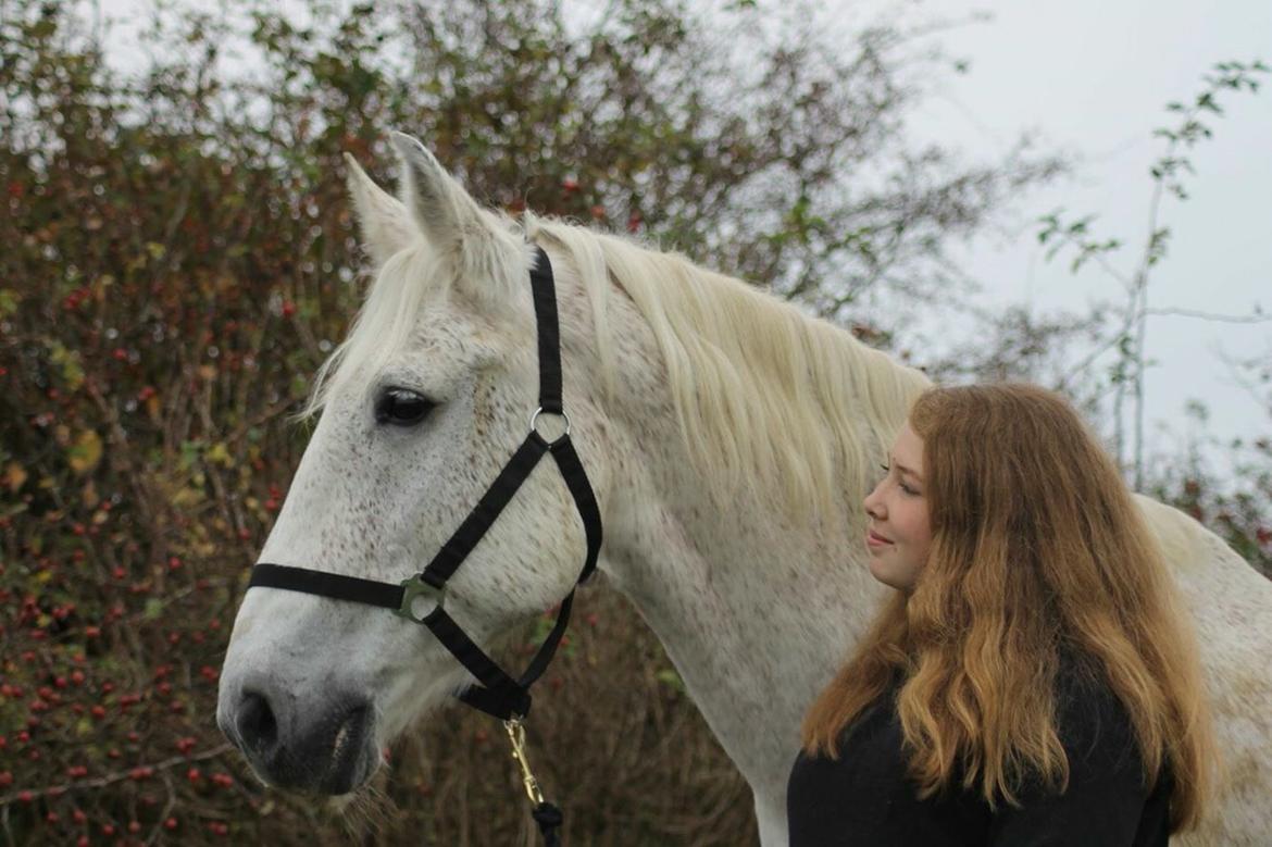 Lipizzaner Mille billede 17