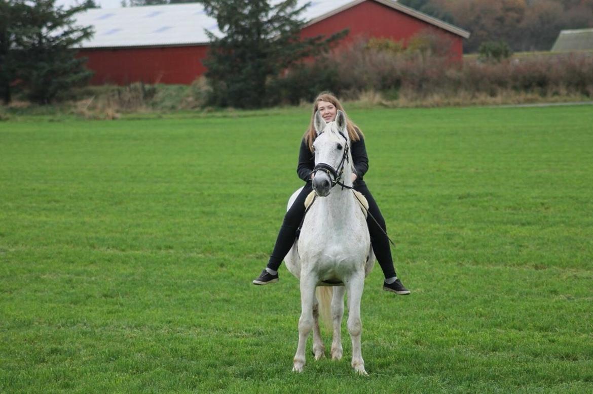 Lipizzaner Mille billede 19