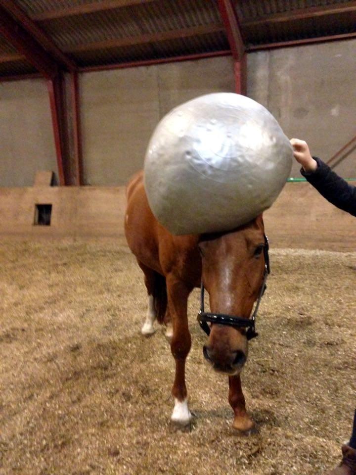 Dansk Varmblod Lillemarkens affib billede 2