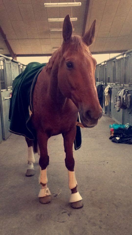 Dansk Varmblod Lillemarkens affib billede 3