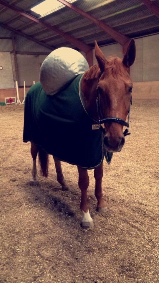 Dansk Varmblod Lillemarkens affib billede 4