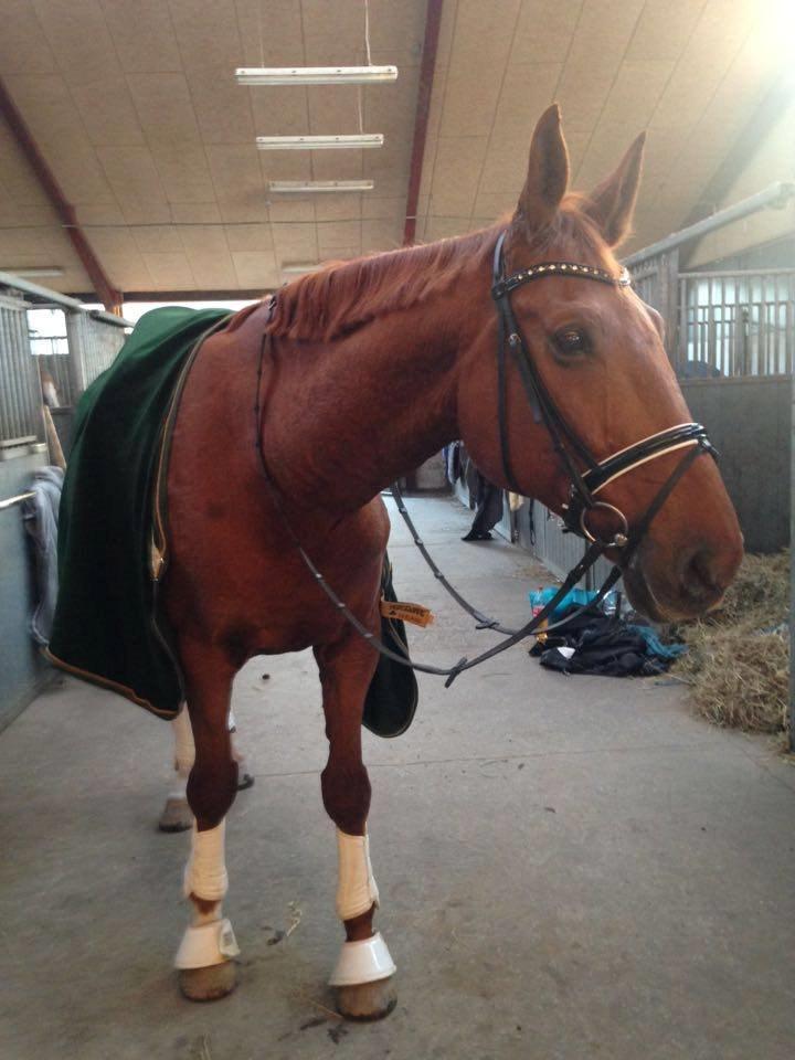 Dansk Varmblod Lillemarkens affib billede 5