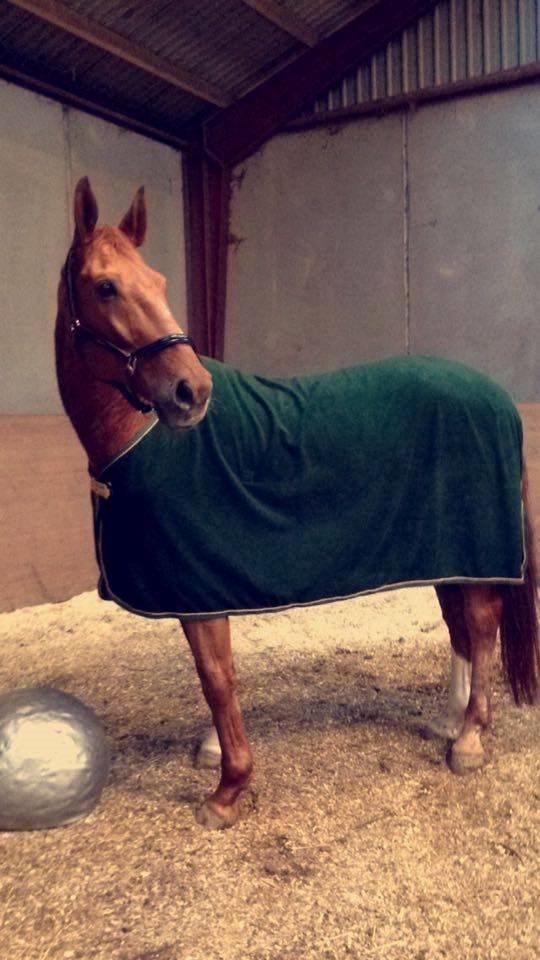 Dansk Varmblod Lillemarkens affib billede 6