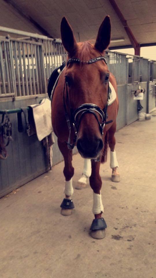 Dansk Varmblod Lillemarkens affib billede 8