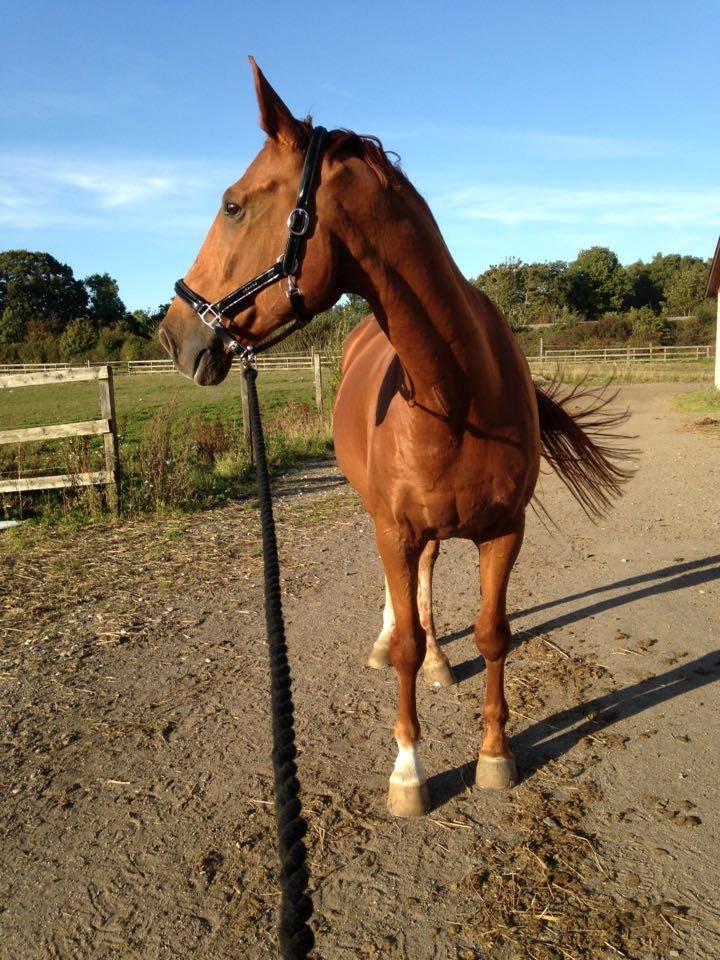 Dansk Varmblod Lillemarkens affib billede 9