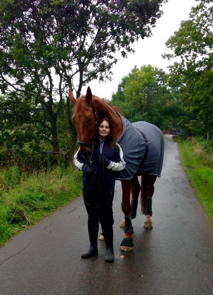 Dansk Varmblod Lillemarkens affib billede 11